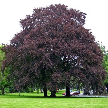 бук атропуницеа